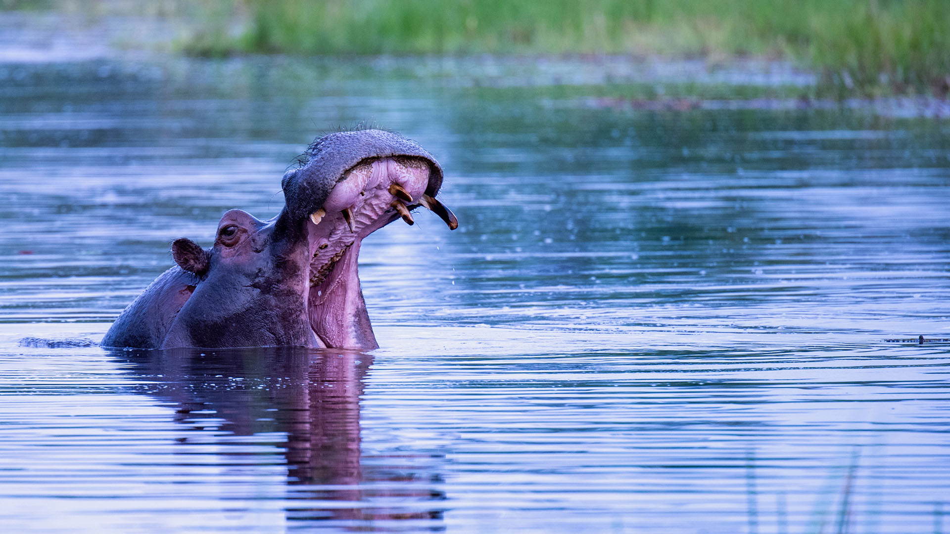 A hippo swimming in the Okavango Delta