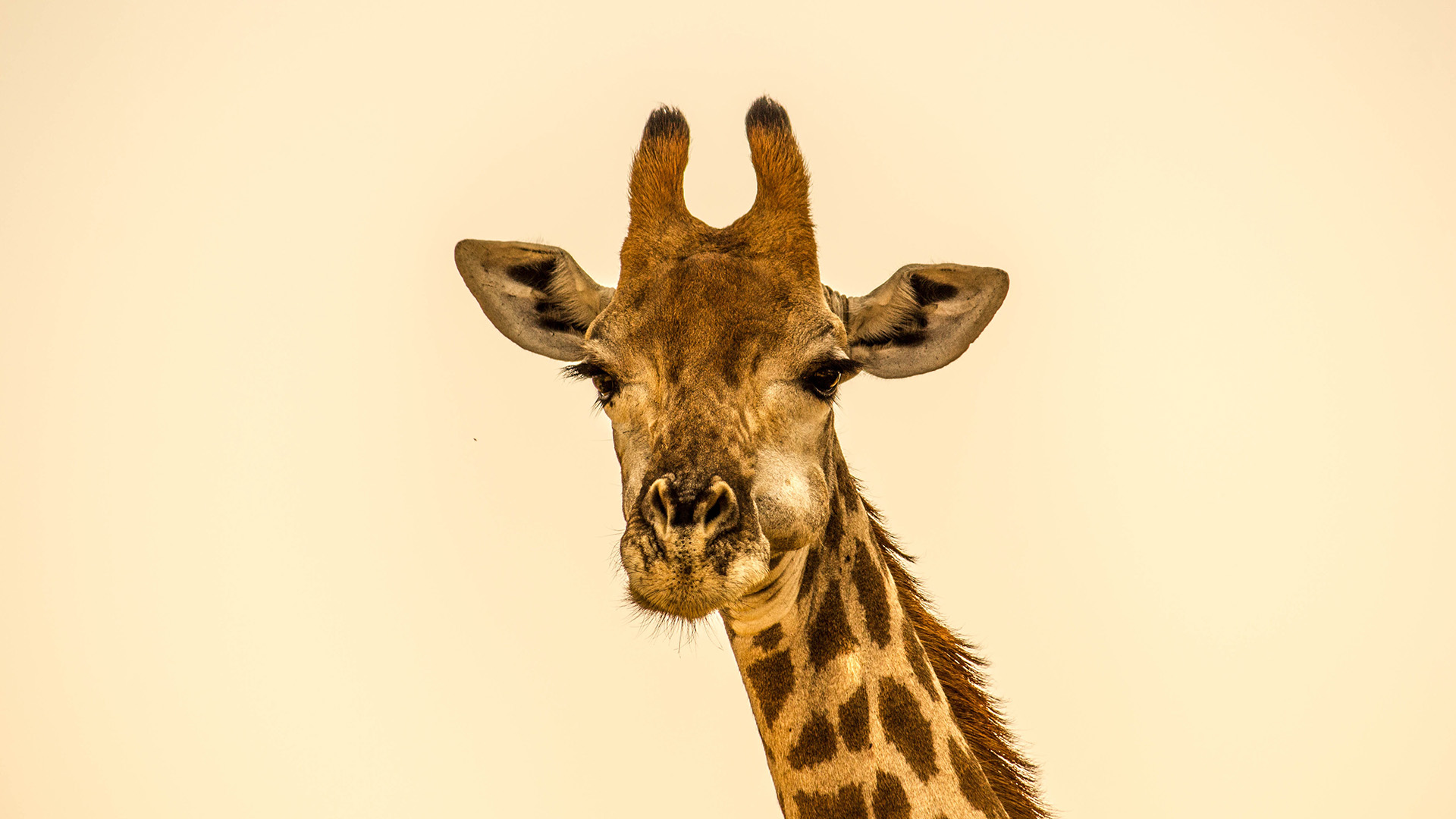 Kruger National park in northern South Africa giraffes
