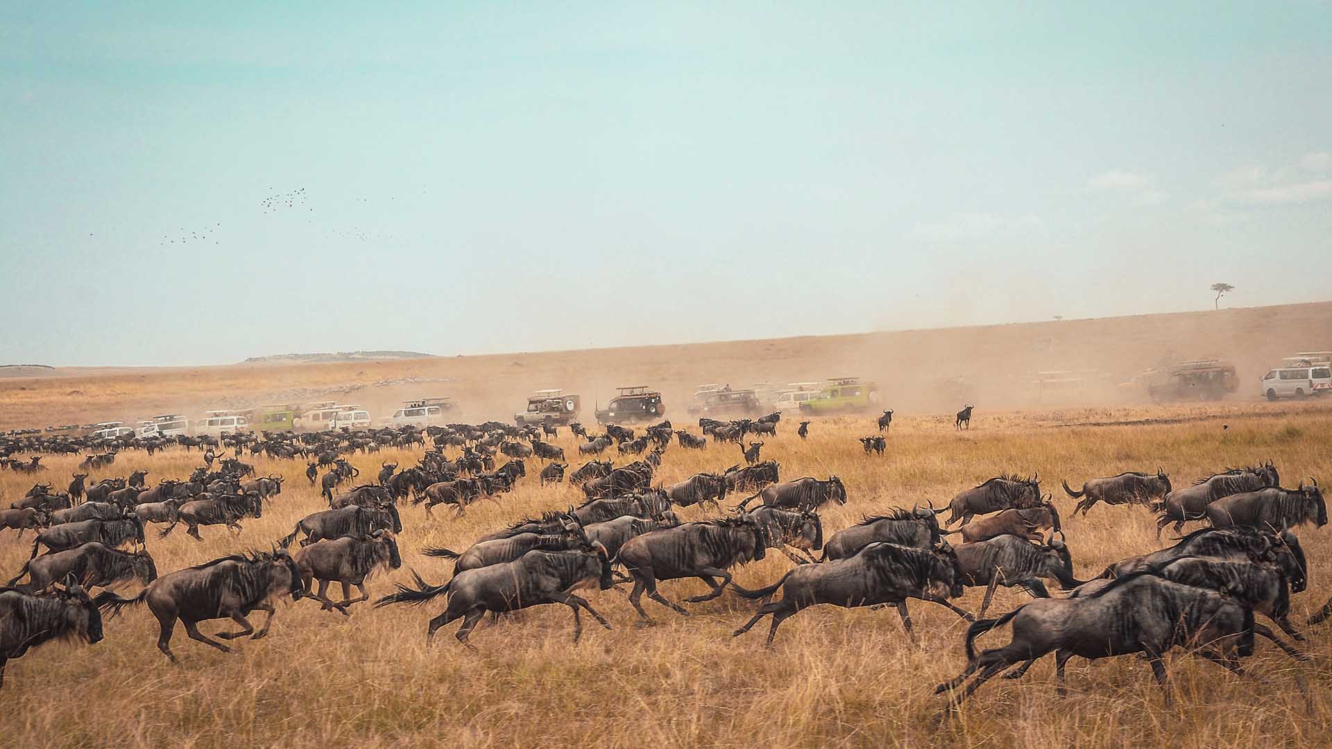 Best Countries to go on safari_Kenya Maasai Mara
