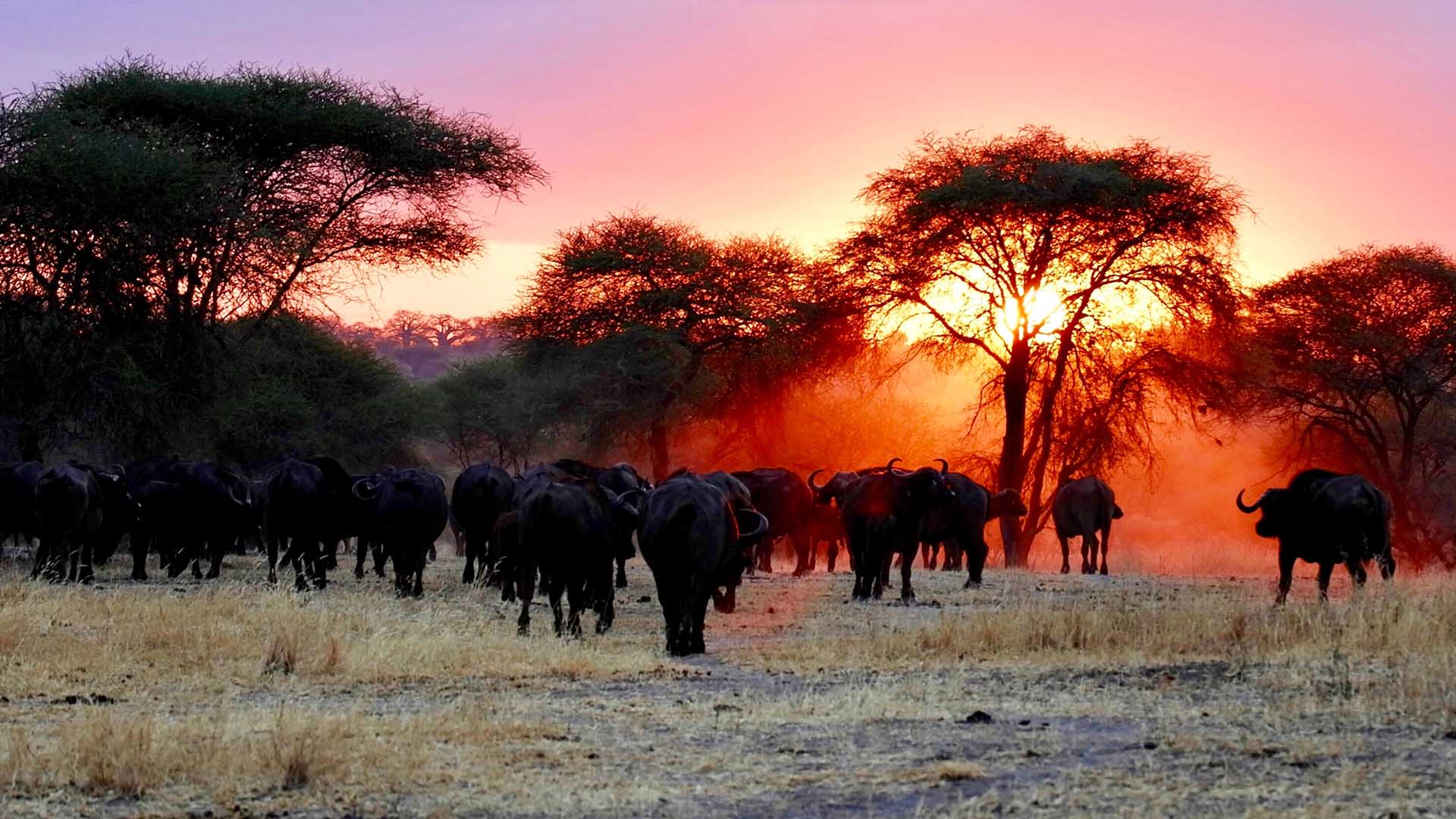 Best Countries to go on safari_Tanzania