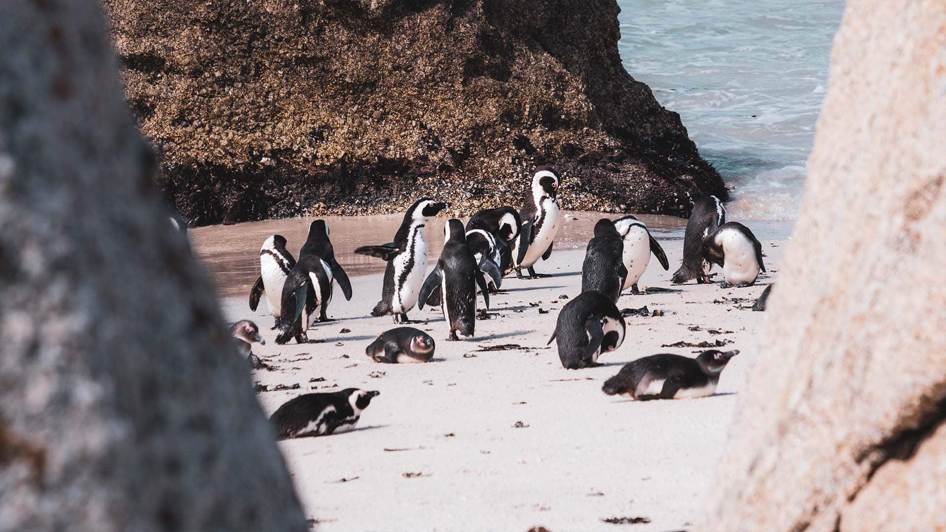 Things to do in South Africa_See African Penguins