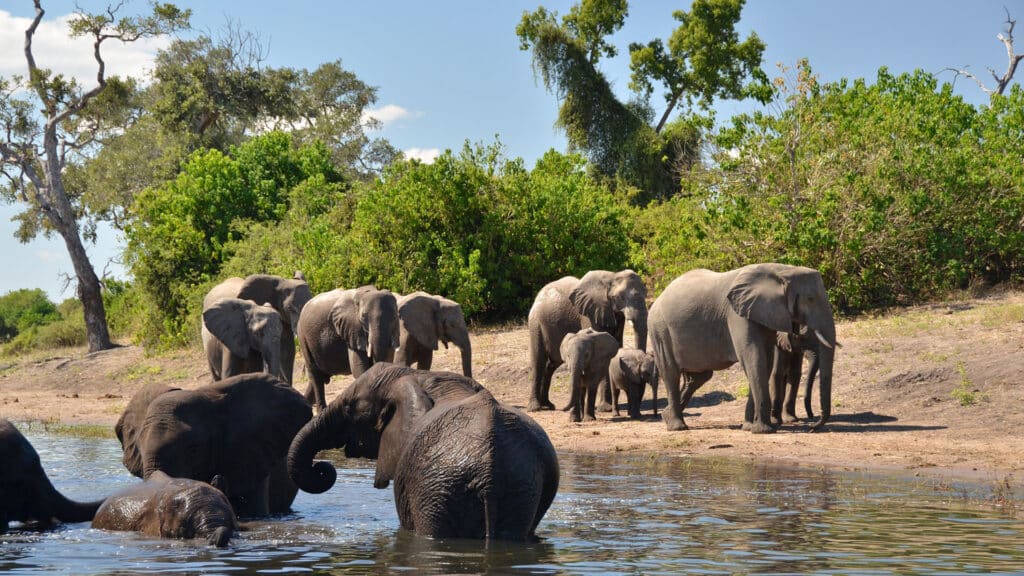 Elephants bathing and drinking from the Chobe River at Muchenje