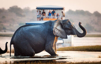 Chobe National Park boat cruise with the elephants