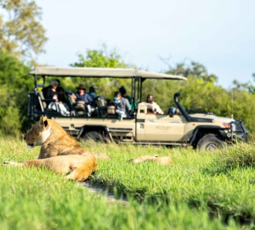 Khwai expeditions camp game drive in a 4X4 safari vehicle